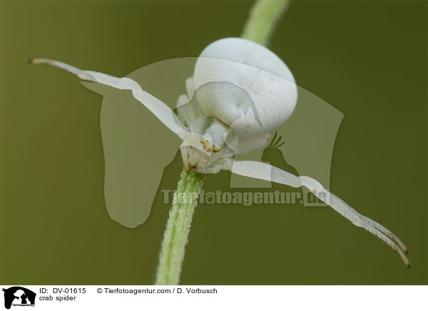 Vernderliche Krabbenspinne / crab spider / DV-01615
