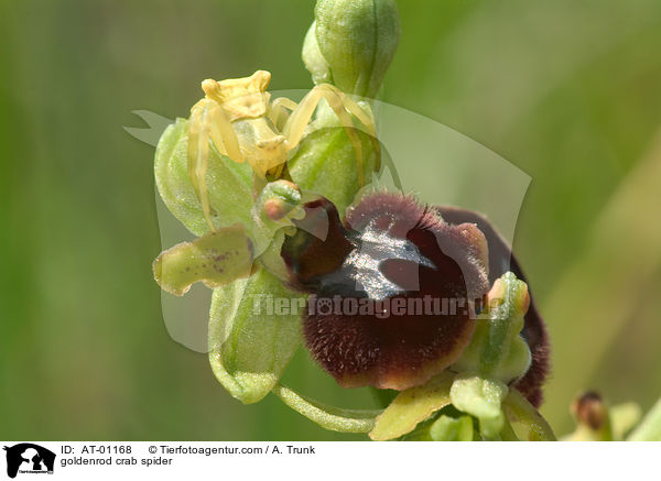 Vernderliche Krabbenspinne / goldenrod crab spider / AT-01168