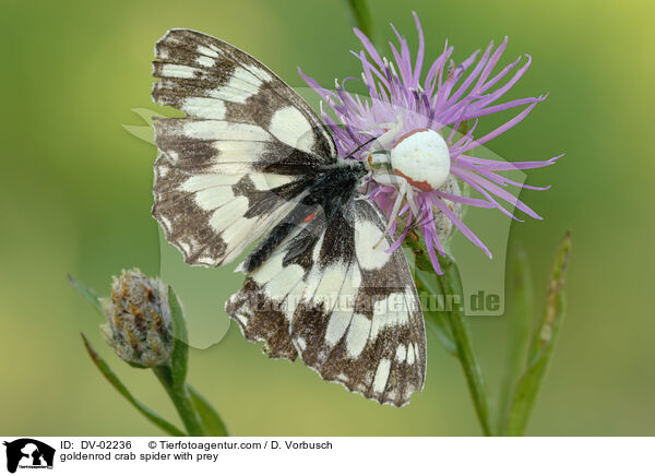 Vernderliche Krabbenspinne mit Beute / goldenrod crab spider with prey / DV-02236