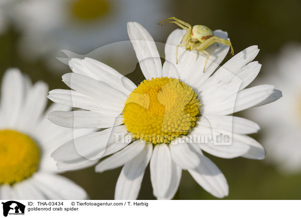 Vernderliche Krabbenspinne / goldenrod crab spider / THA-03434