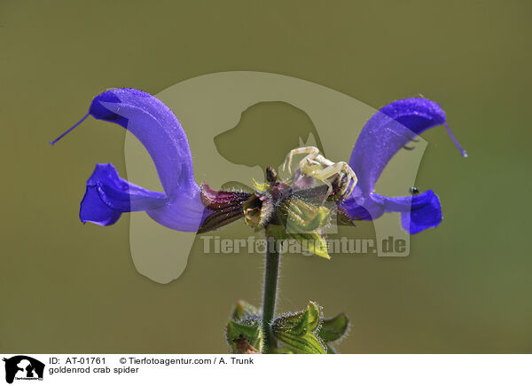 Vernderliche Krabbenspinne / goldenrod crab spider / AT-01761