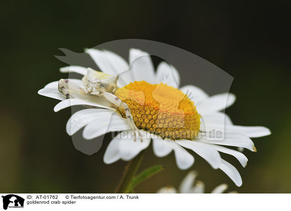 Vernderliche Krabbenspinne / goldenrod crab spider / AT-01762