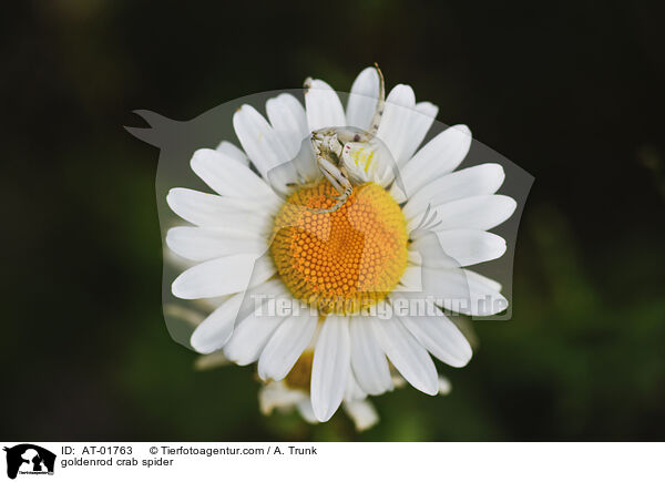 Vernderliche Krabbenspinne / goldenrod crab spider / AT-01763