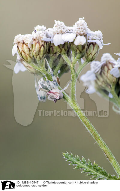 Vernderliche Krabbenspinne / goldenrod crab spider / MBS-15547
