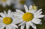 goldenrod crab spider