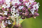 goldenrod crab spider