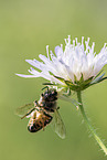 goldenrod crab spider