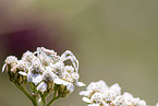goldenrod crab spider