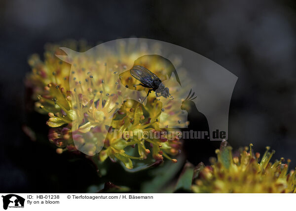 Fliege auf blhender Fetthenne / fly on a bloom / HB-01238