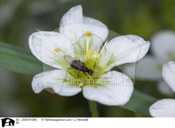fly / JOH-01080