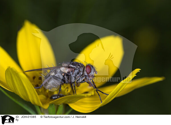 Fliege auf Blume / fly / JOH-01085