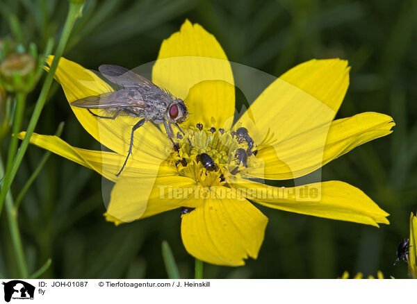 Fliege und Kfer auf Blume / fly / JOH-01087