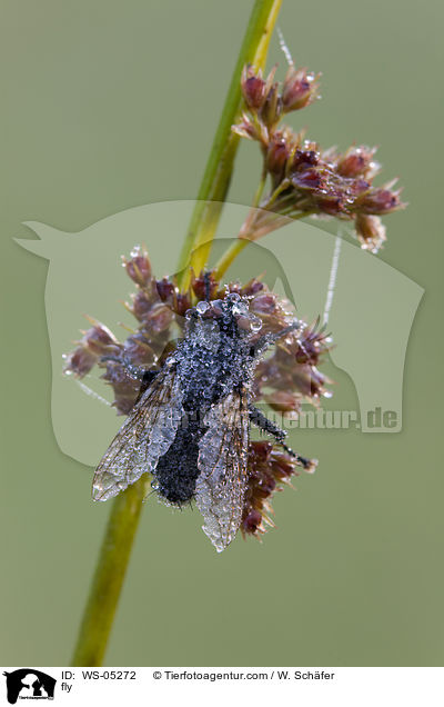 fly / WS-05272