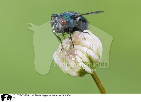 fly / WS-05276
