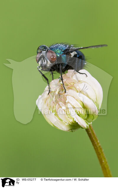 fly / WS-05277