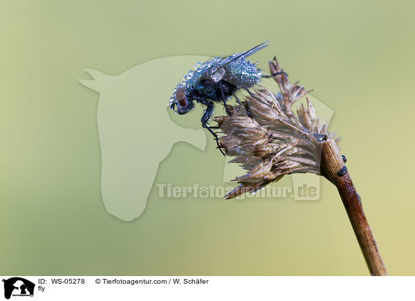 fly / WS-05278