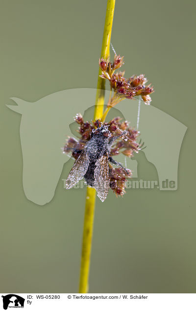 fly / WS-05280