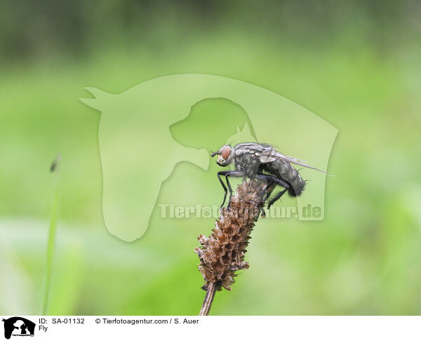 Fliege / Fly / SA-01132