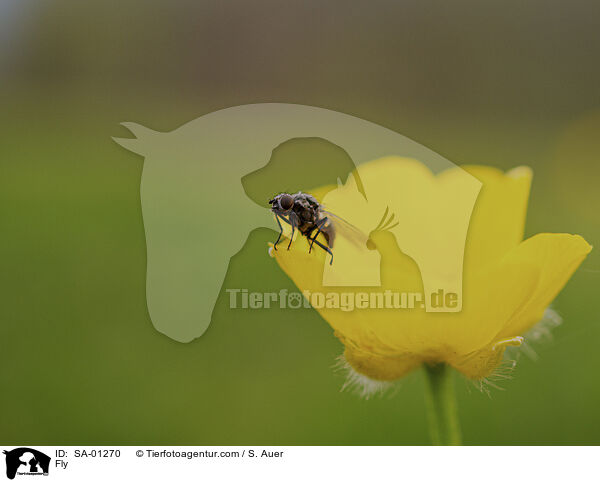 Fliege / Fly / SA-01270