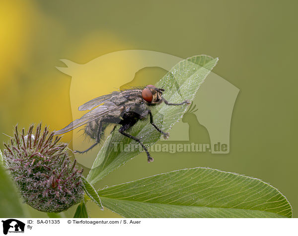 Fliege / fly / SA-01335