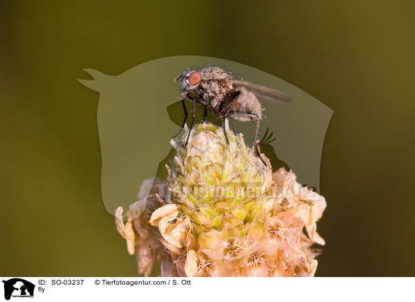 Fliege / fly / SO-03237