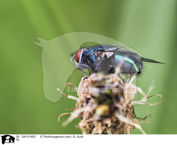 Fliege / fly / SA-01482