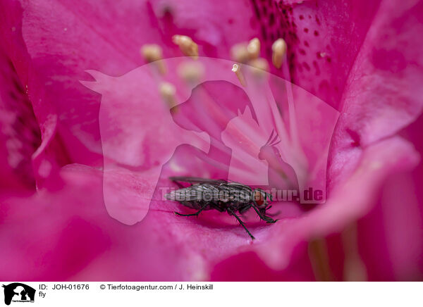 fly / JOH-01676