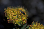 fly on a bloom