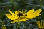 fly