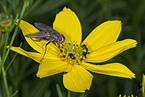fly