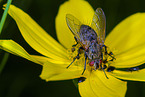 fly
