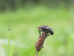 Fly