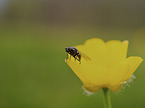 Fly