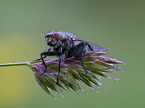 Fly