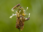 Fly