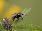 fly