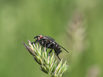 fly