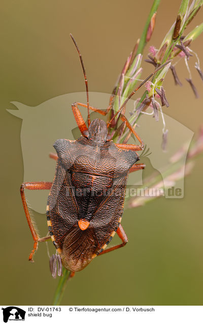 Rotbeinige Baumwanze / shield bug / DV-01743