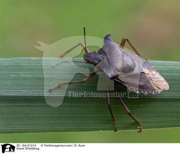 Rotbeinige Baumwanze / forest Shieldbug / SA-01214