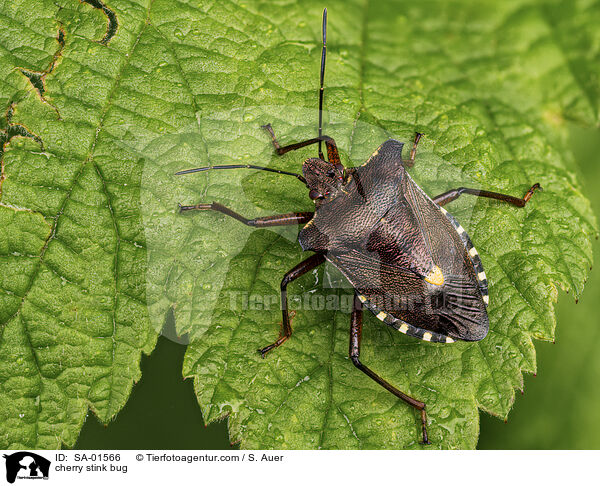 Rotbeinige Baumwanze / cherry stink bug / SA-01566