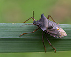 forest Shieldbug
