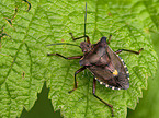 cherry stink bug