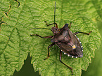 cherry stink bug
