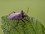 cherry stink bug