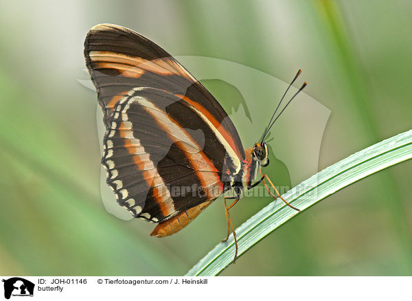 butterfly / JOH-01146
