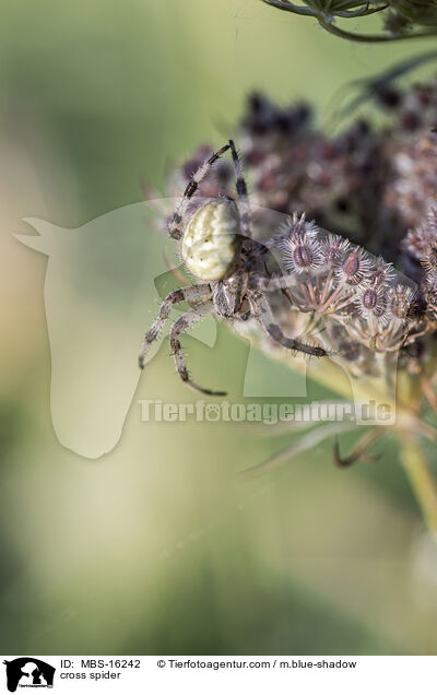 Vierfleck-Kreuzspinne / cross spider / MBS-16242