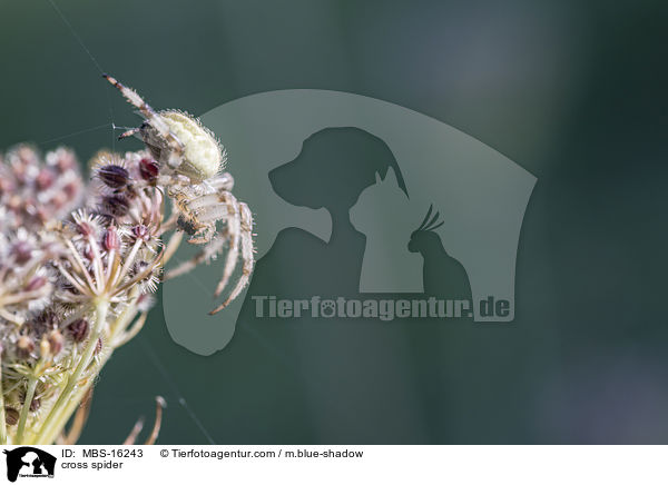 Vierfleck-Kreuzspinne / cross spider / MBS-16243