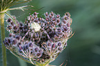 cross spider