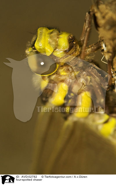 Vierflecklibelle / four-spotted chaser / AVD-02782