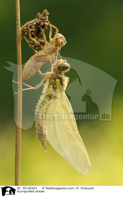 Vierflecklibelle / four-spotted chaser / DV-02421